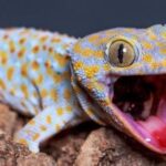 شركة مكافحة الوزغ بجدة